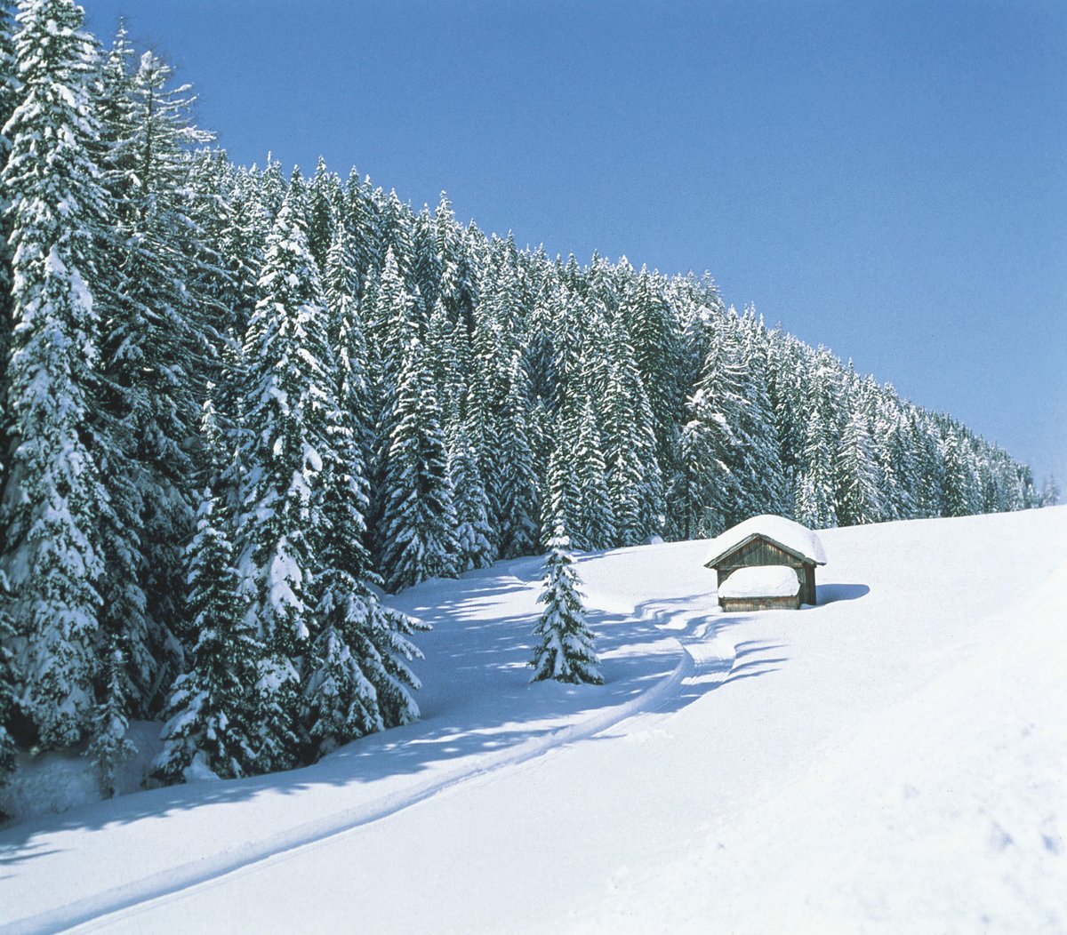 Waldlandschaft in Tirol