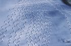 miniatura Ski Tracks in the Snow